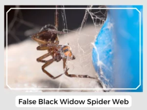 False Black Widow Spider Web