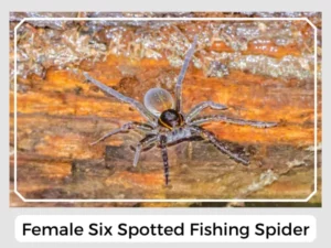 Female Six Spotted Fishing Spider