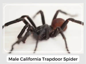 Male California Trapdoor Spider