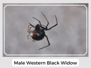 Male Western Black Widow