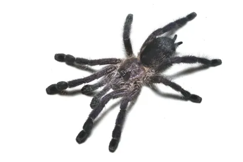 Purple Pink Toe Tarantula