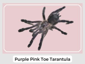 Purple Pink Toe Tarantula