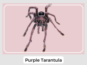 Purple Tarantula