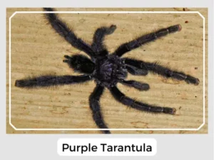 Purple Tarantula Size