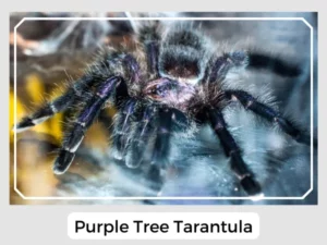 Purple Tree Tarantula