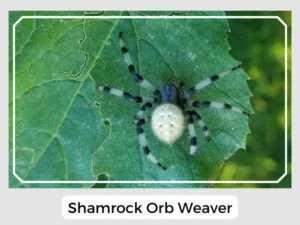 Shamrock Orb Weaver
