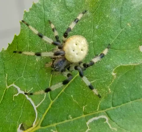 Shamrock Orb Weaver Size