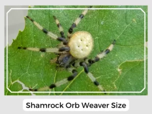 Shamrock Orb Weaver Size