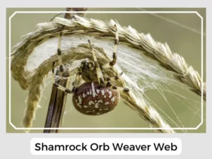 Shamrock Orb Weaver Web
