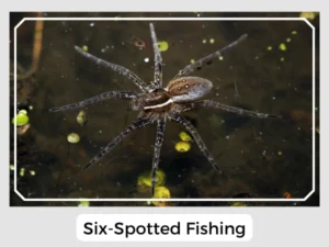 Six-Spotted Fishing