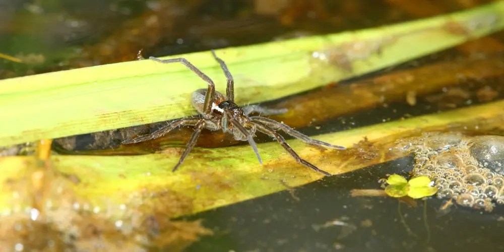 Six Spotted Fishing Spider