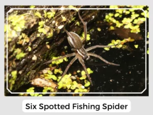 Six Spotted Fishing Spider Image