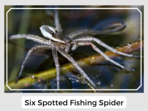 Six Spotted Fishing Spider Picture