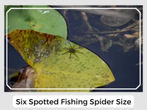 Six Spotted Fishing Spider Size