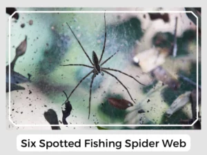 Six Spotted Fishing Spider Web