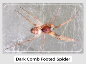The Dark Comb Footed Spider