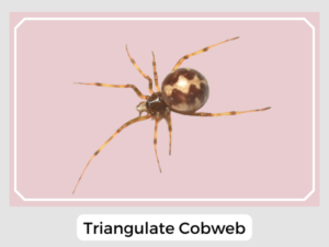 Triangulate Cobweb