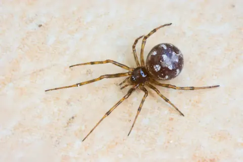 Triangulate Cobweb Spider