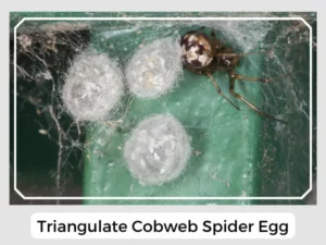 Triangulate Cobweb Spider Egg