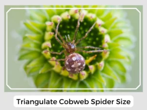 Triangulate Cobweb Spider Size