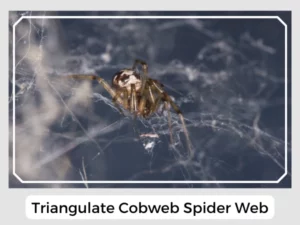 Triangulate Cobweb Spider Web