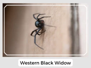 Western Black Widow