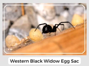 Western Black Widow Egg Sac