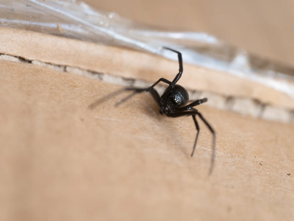Western Black Widow Spider