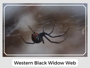 Western Black Widow Web