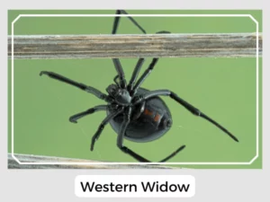 Western Widow