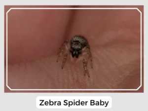 Zebra Spider Baby