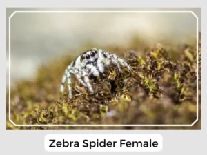 Zebra Spider Female