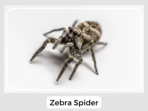 Zebra Spider Image