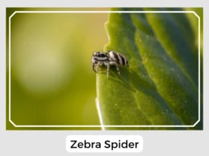 Zebra Spider Picture