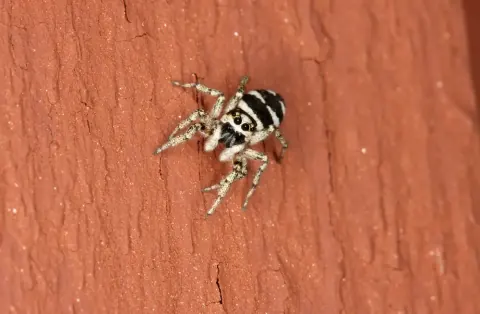 Zebra Spider Size