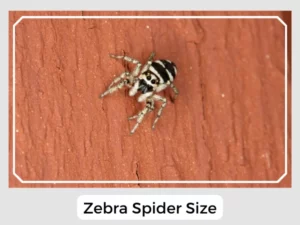 Zebra Spider Size
