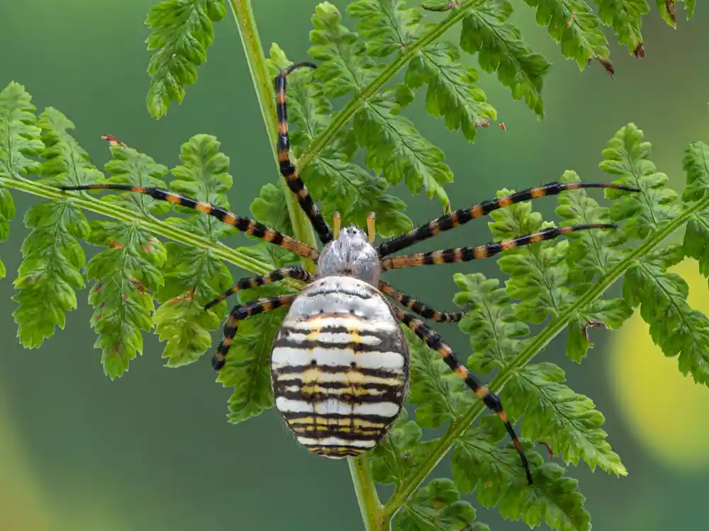 Banded Garden Spider