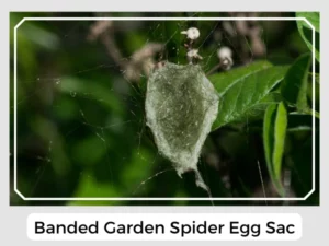 Banded Garden Spider Egg Sac