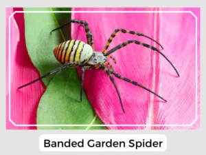 Banded Garden Spider Image