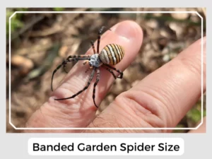 Banded Garden Spider Size