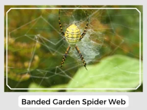 Banded Garden Spider Web