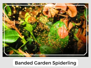 Banded Garden Spiderling