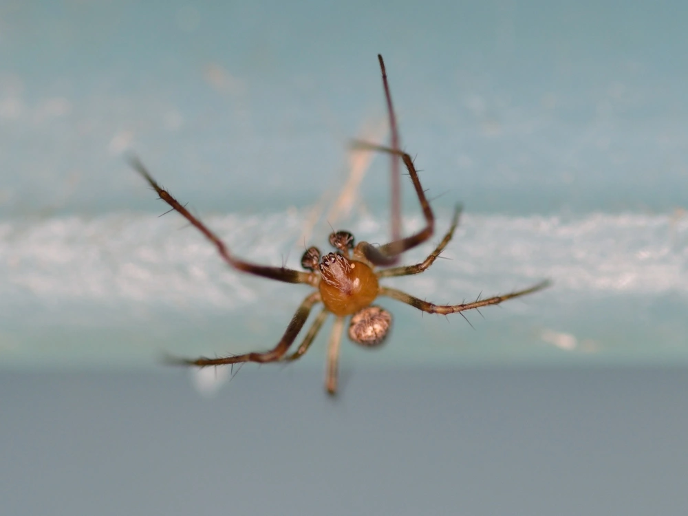 Brown Spider