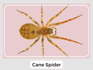 Cane Spider