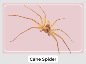 Cane Spider Image