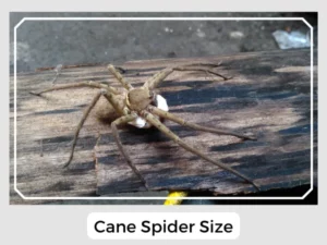 Cane Spider Size