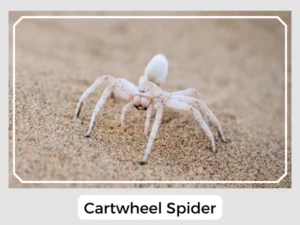 Cartwheel Spider