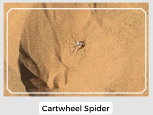 Cartwheel Spider Desert