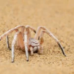Cartwheel Spider Image