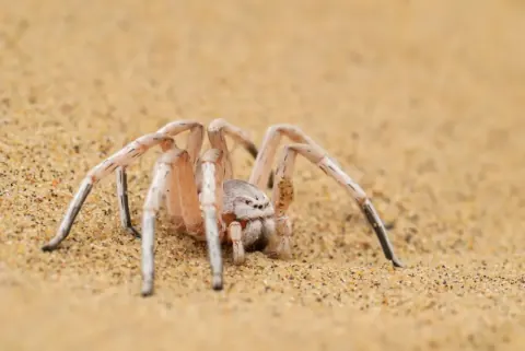 Cartwheel Spider Image